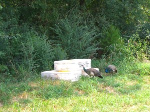 Peacocks: either administering last rites, or telling the ducks about how hosed they are.