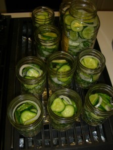 Cucumbers waiting to become pickles.